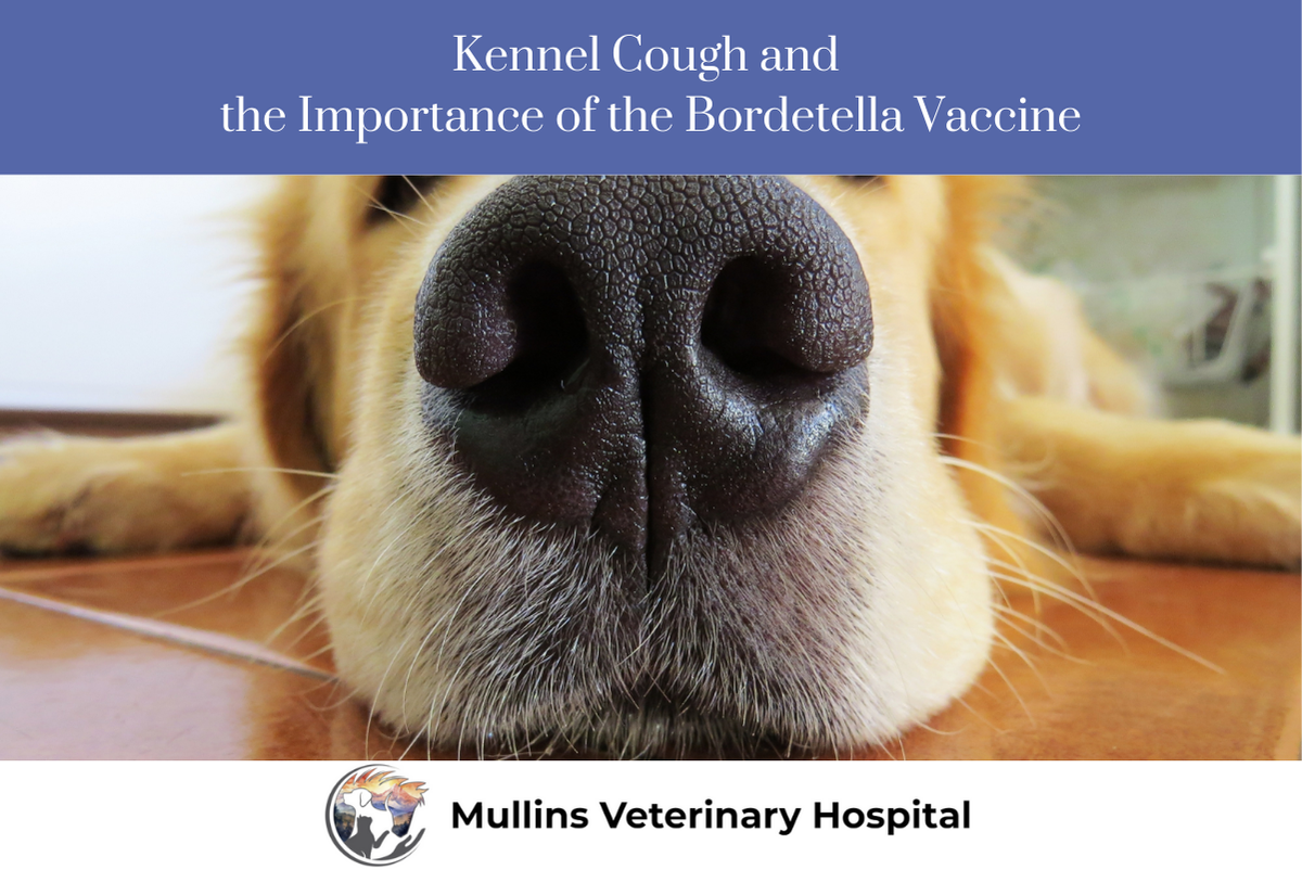 Who should get the Bordetella vaccine?